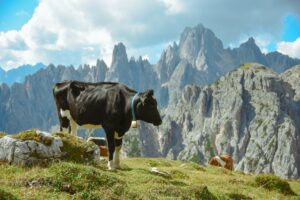 Wildlife cow livestock in italy mountains dolomites animal